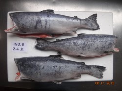 Cá hồi nguyên con không đầu - Công Ty TNHH Dịch Vụ Thương Mại Thực Phẩm Huy Tuấn